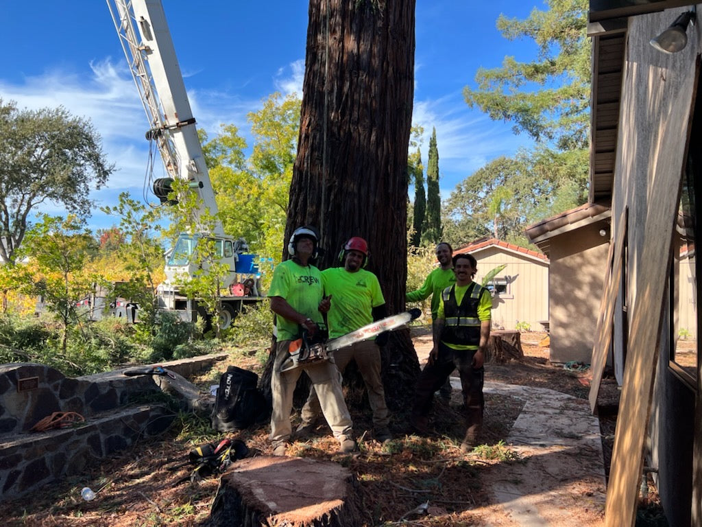 Tree Falls For Best Landscaping in Santa Rosa