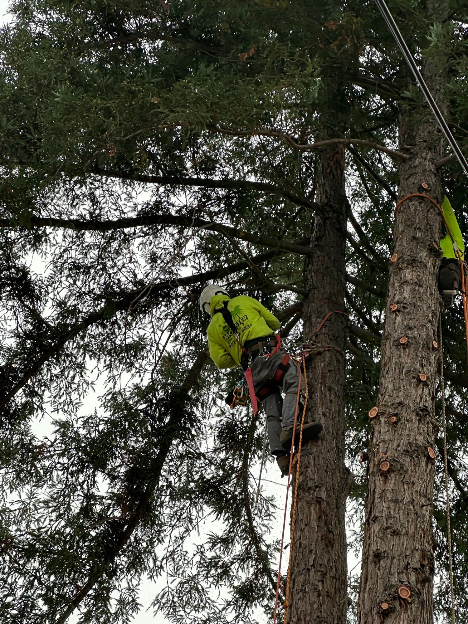 tree service sonoma county