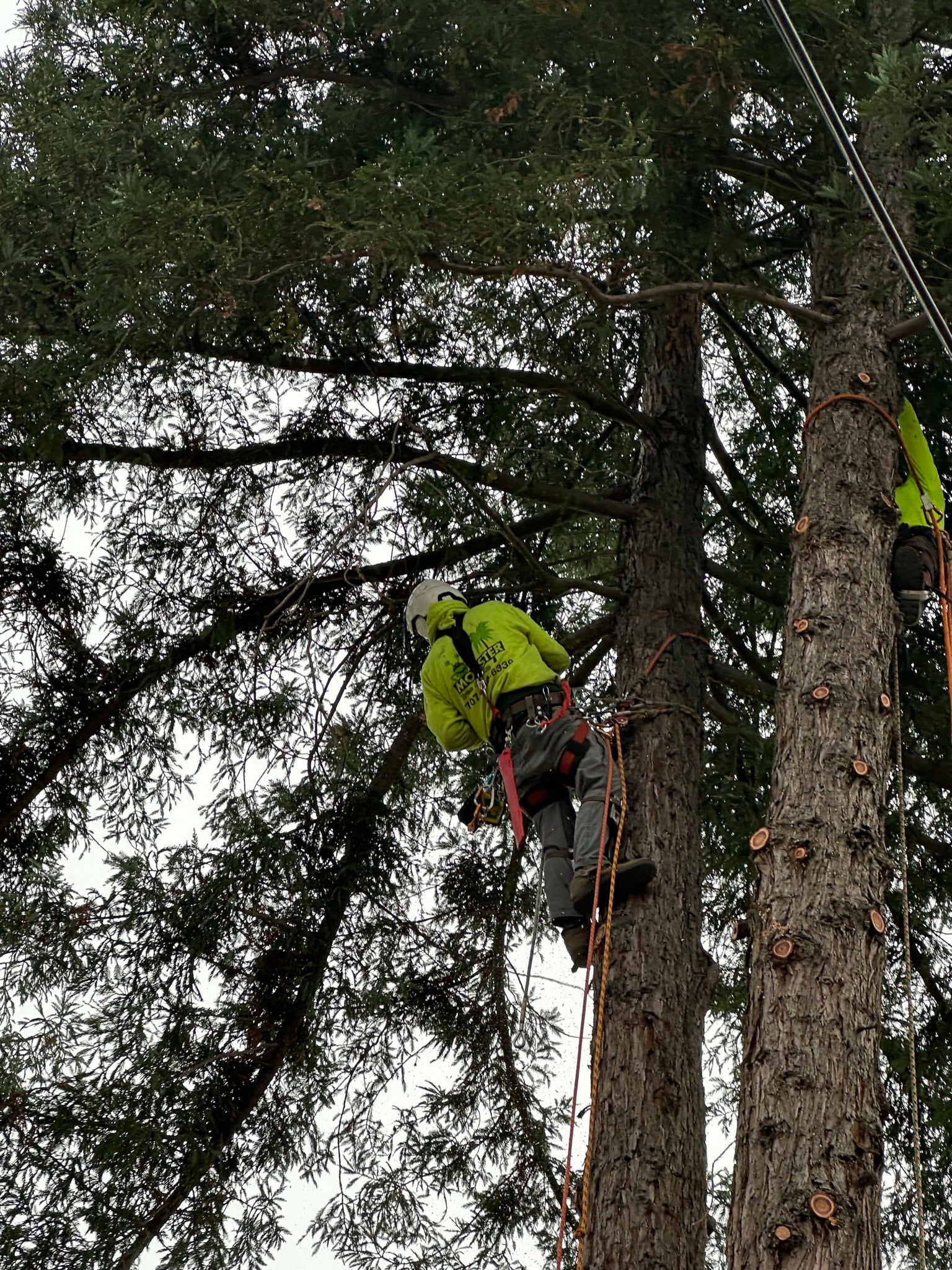 Premier tree & yard service sonoma county