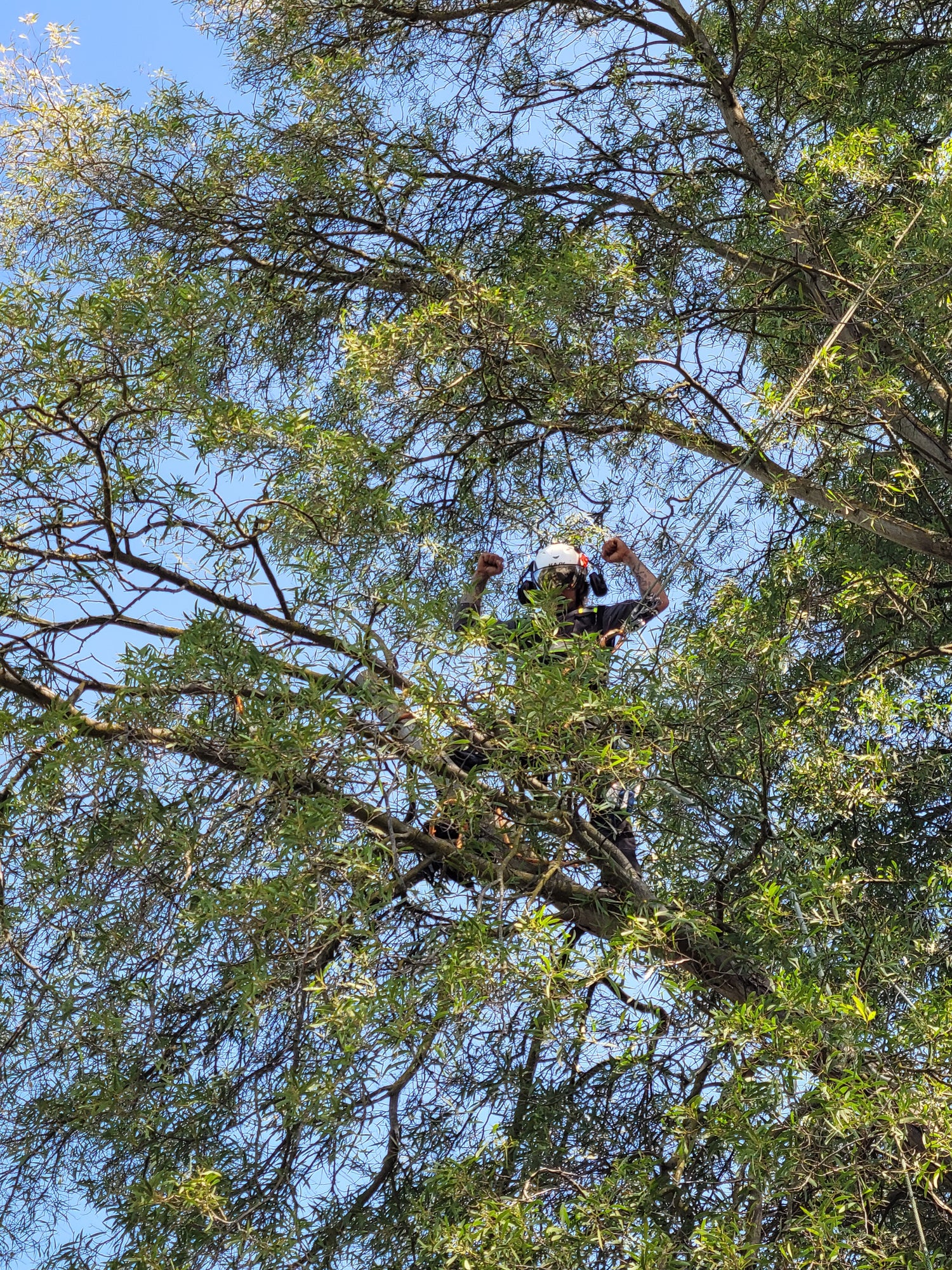 Cutting a Tree For Landscaping in Santa Rosa