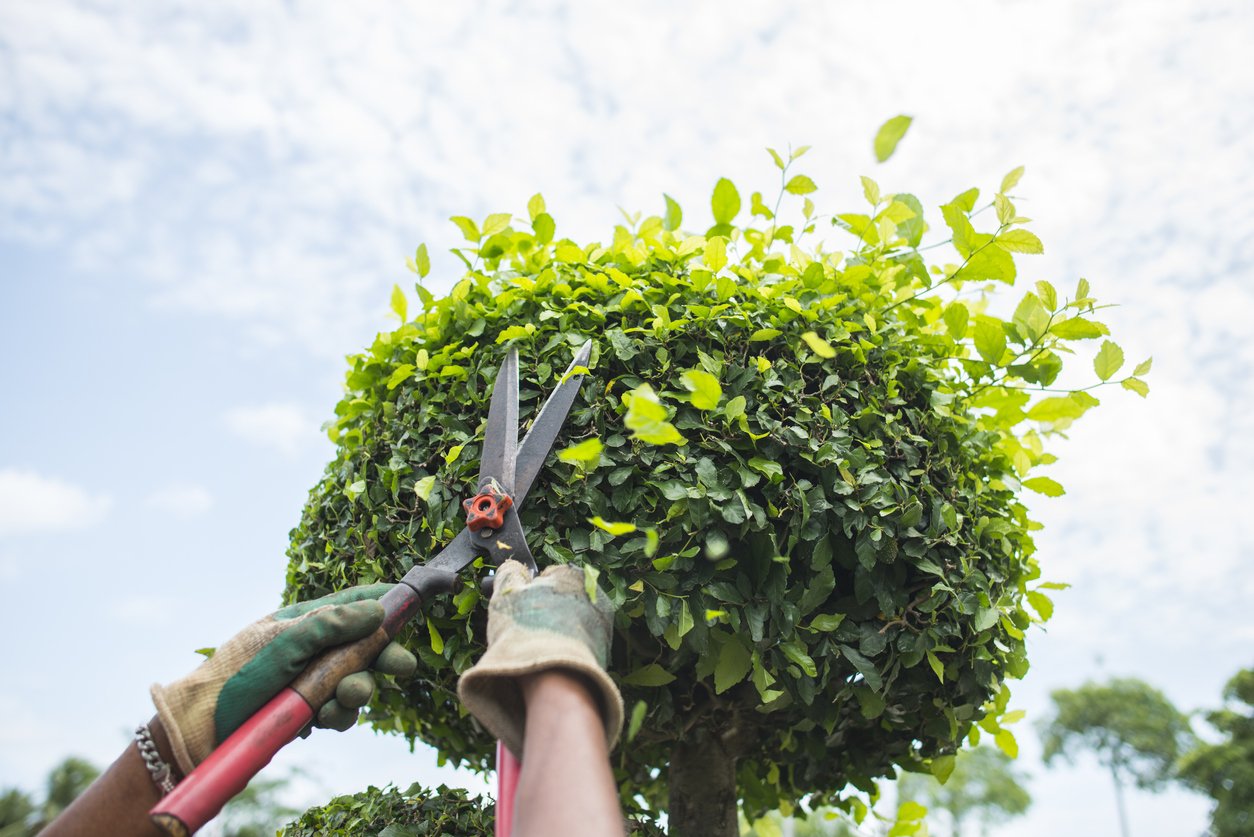 Trimming landscaping sonoma county