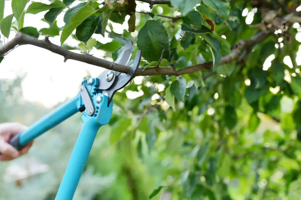 pruning landscaping in Santa Rosa